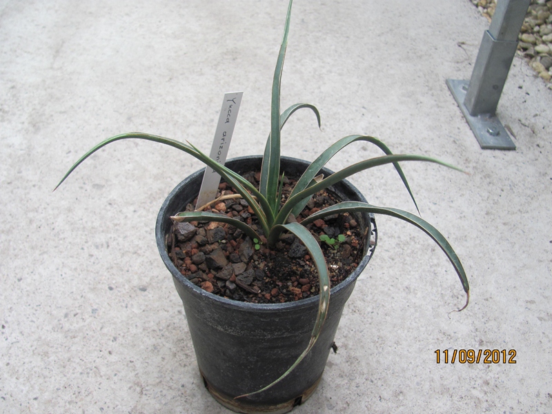 Yucca arizonica 30cm - BIO